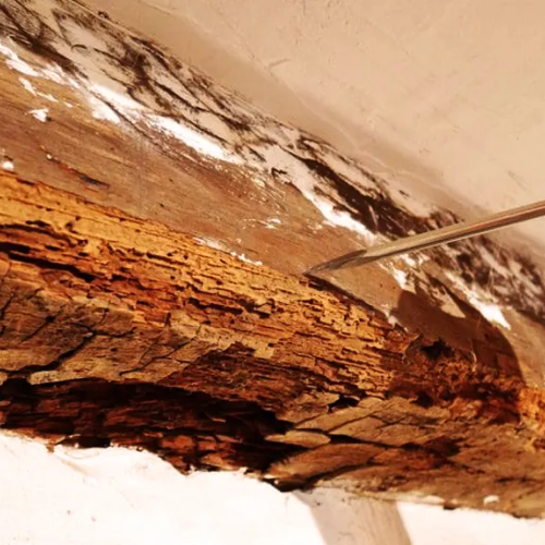 Traitement charpente contre les capricornes, vrillettes et Insectes à larves xylophages.