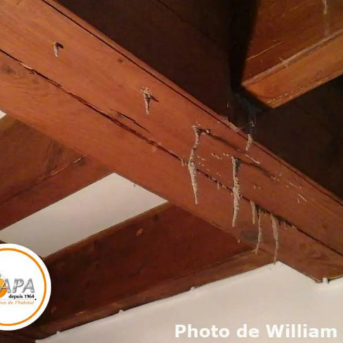 Dégâts de termites sur les éléments bois d’une maison à La ROCHELLE