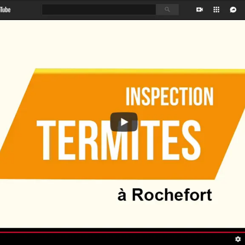 Termites en charente maritimes à Rochefort