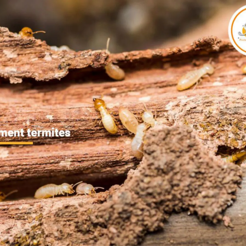 Termites à Jonzac en Charente Maritimes
