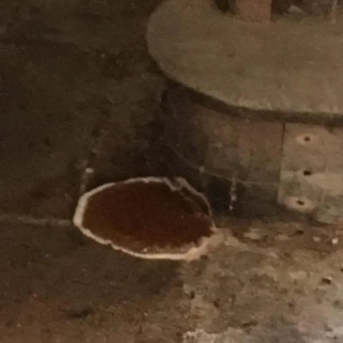 Mérule Lèpre du bâtiment