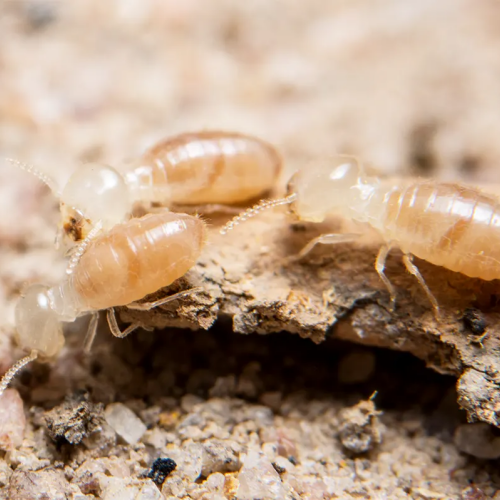 traitement thermites