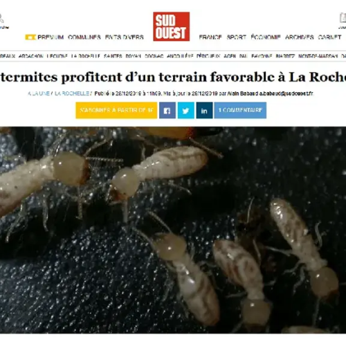 Les termites prolifères sur un terrain favorable à La Rochelle