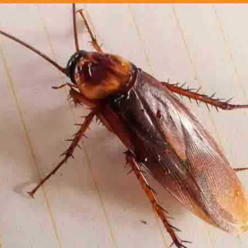 Désinctisation - blattes