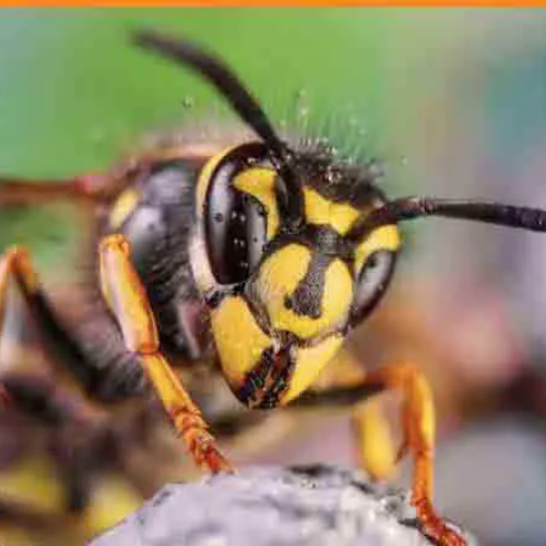 Désinctisation - frelon guêpes