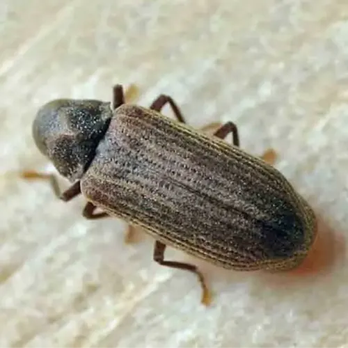 Traitement insectes à larves xylophages