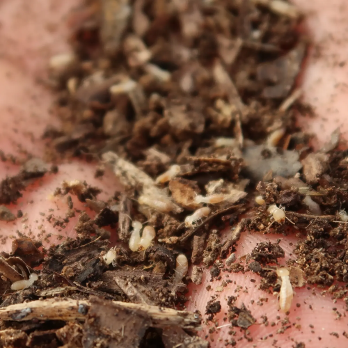 traitement termites Charente-Maritime