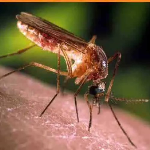 Désinctisation - moustiques