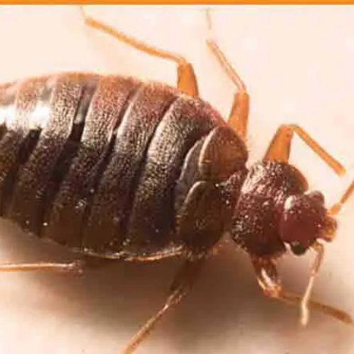 Désinctisation - punaises de lits