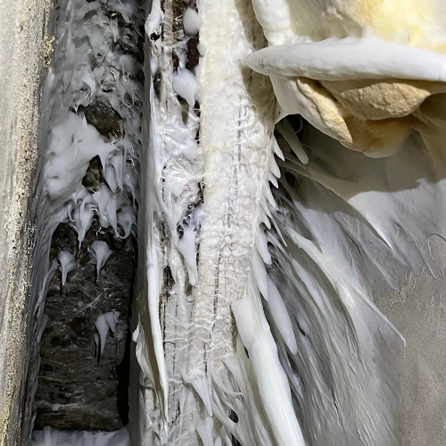 traitement mérule et champignons lignivores charente