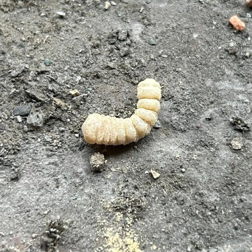 traitement charpente capricorne charente