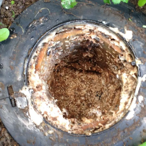 Traitement termites par piège