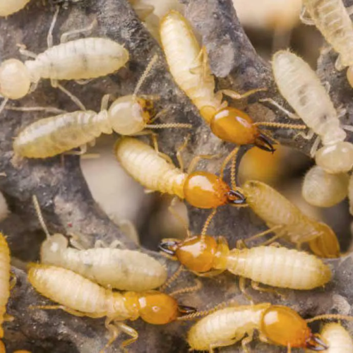 Traitement Termites
