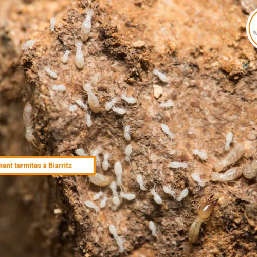 A Jonzac Traitement termites