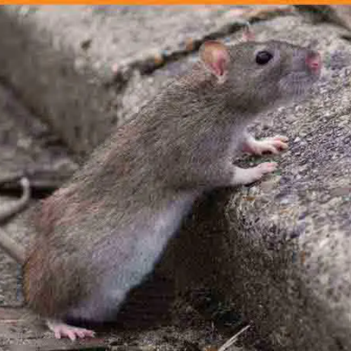 Dératisation: lutte contre le rat d'égout