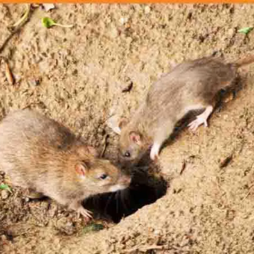 éradication de rongeurs nuisible : SOURIS, Rats,Mulots...