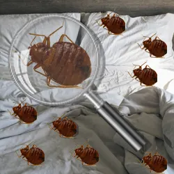 Punaise de lit