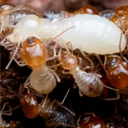 traitement Termites Charente Maritime