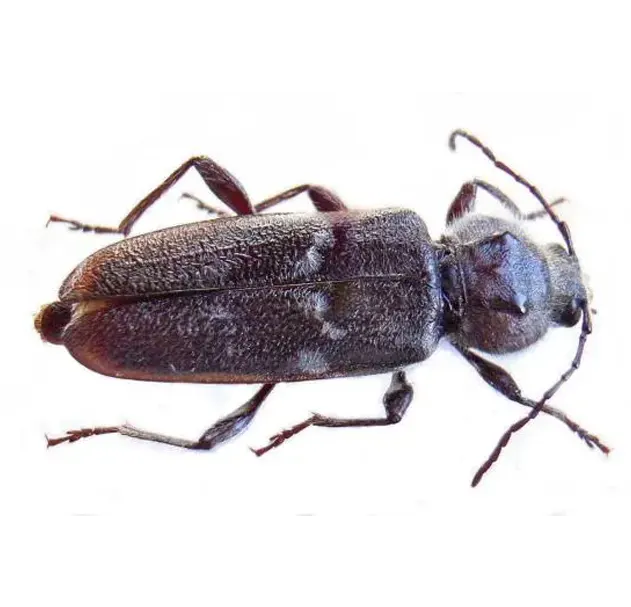 Capricone insecte des maisons