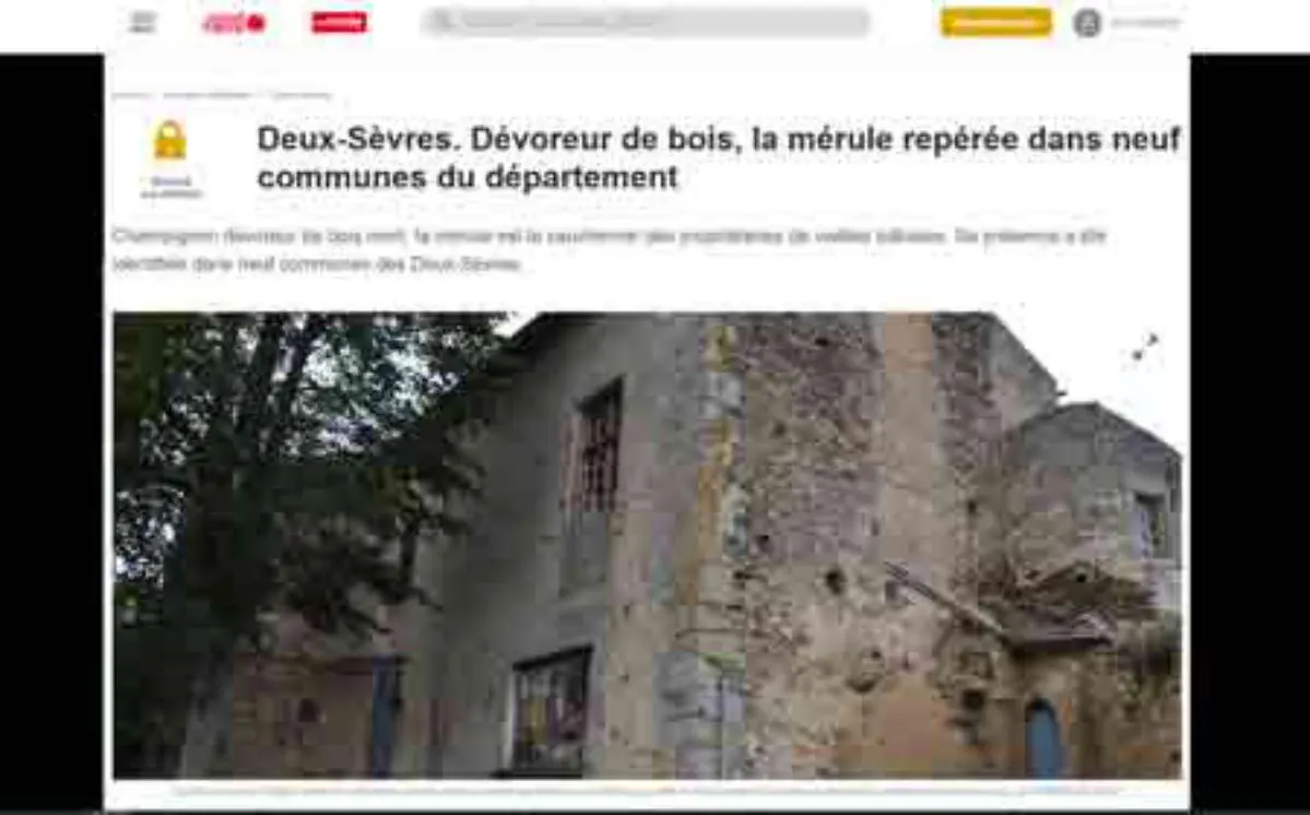 Deux-Sèvres. Dévoreur de bois, la mérule repérée dans neuf communes du département