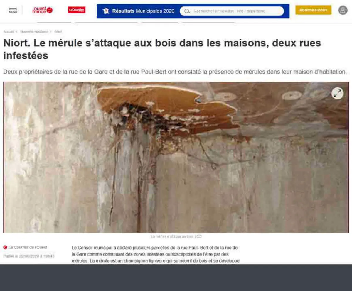 Mérule niort
