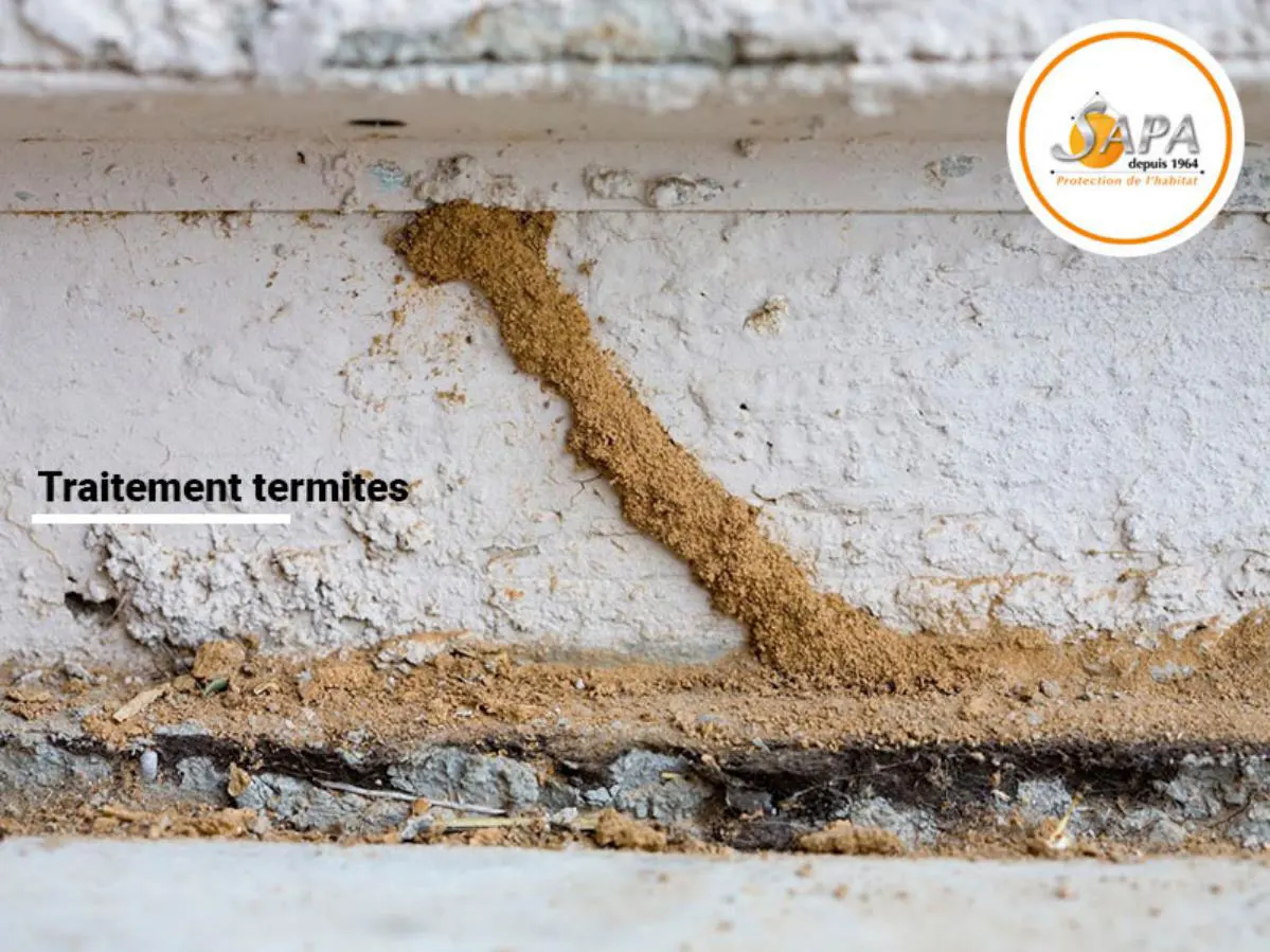traitement termites opéré par la SAPA à Libourne