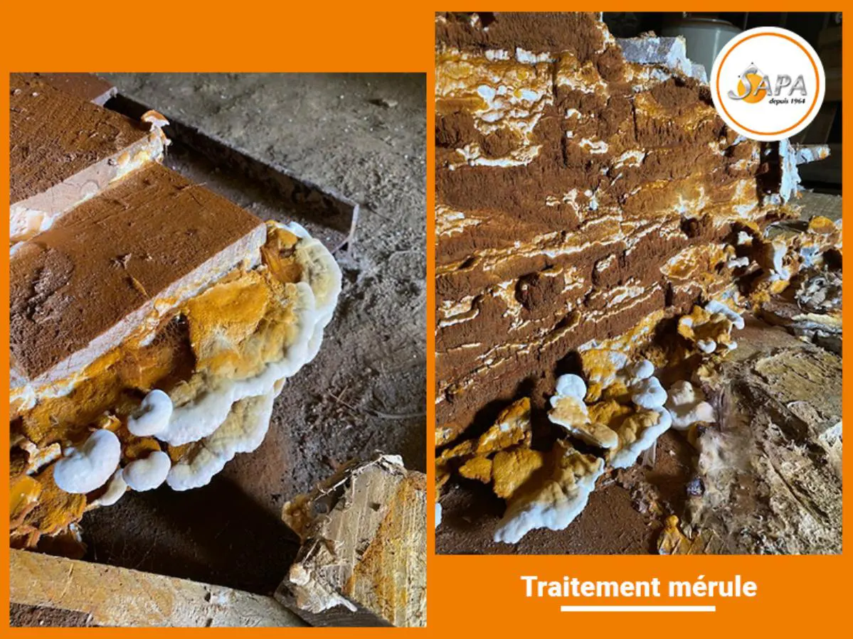Traitement mérule, champignons lignivores à Brive-La-Gaillarde dans la Corrèze, traitement effectué par la Sapa