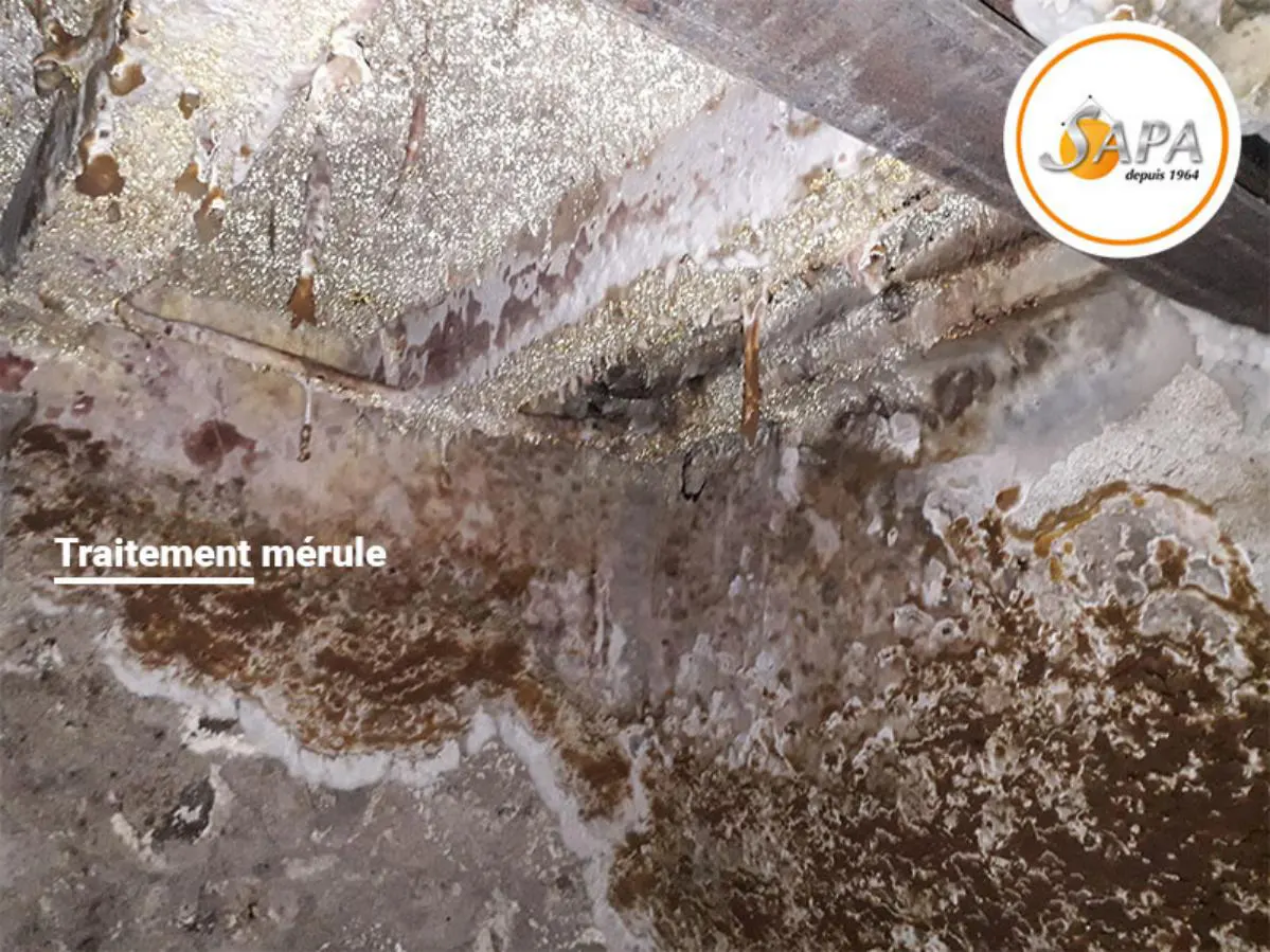 Traitement champignons lignivores le cas de la mérule, traitement dans les Deux-Sèvres effectué par la Sapa