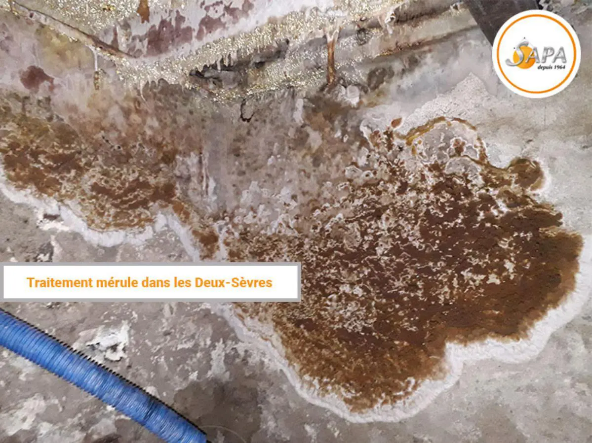 Traitement mérule dans le département des Deux-Sèvres (79), la sapa spécialiste du traitement champignons lignivores.
