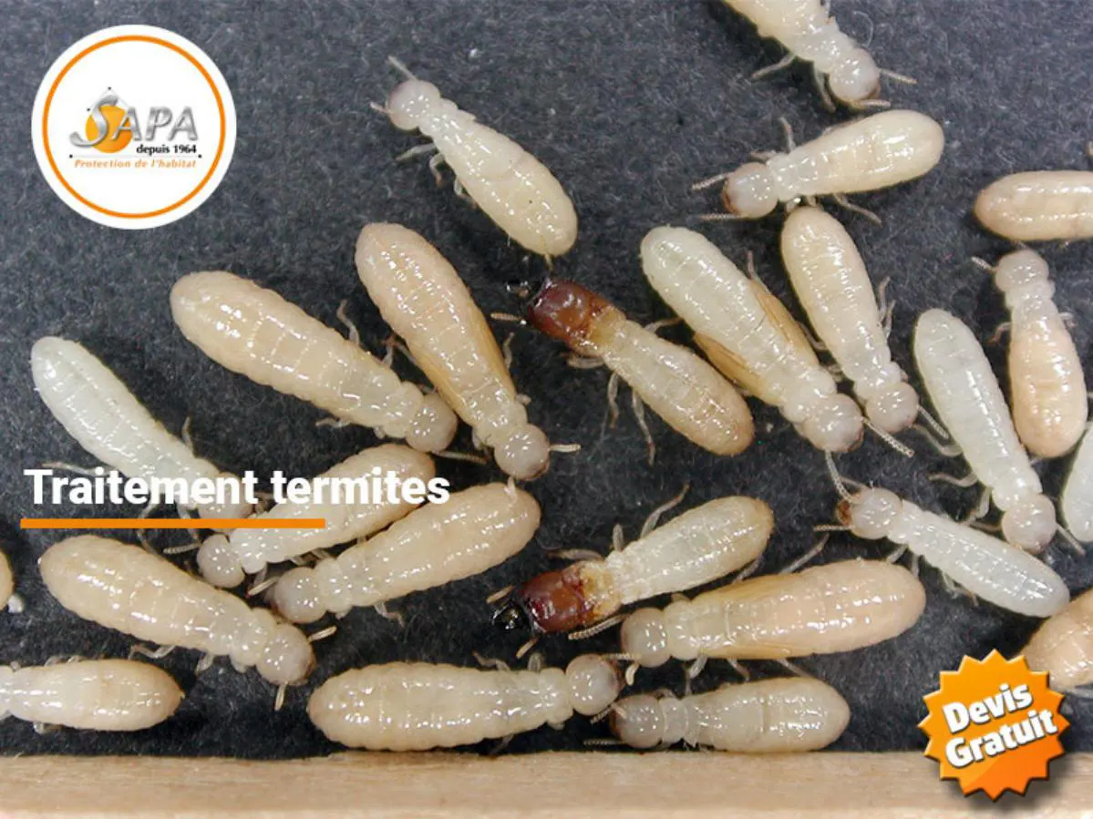 Pessac : Traitement termites, insectes xylophages, mérule - SOLUTY