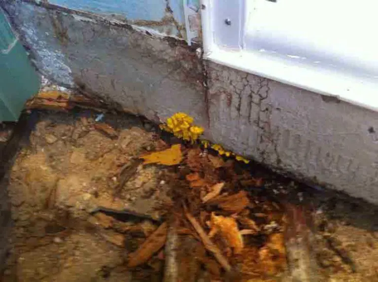 Traitement contre les mérules dans le Maine-et-Loire