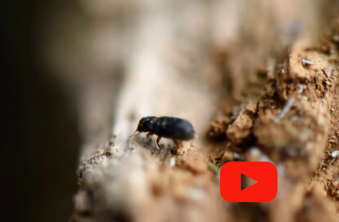 La petite Vrillettes : un insecte xylophage des maisons