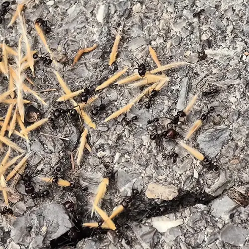 SAPA TRAITEMENT FOURMIS Orvault Pornic Pornichet