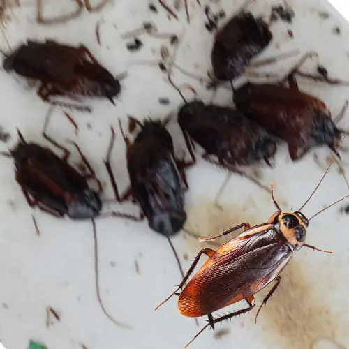 blatte et cafard - traitement sapa