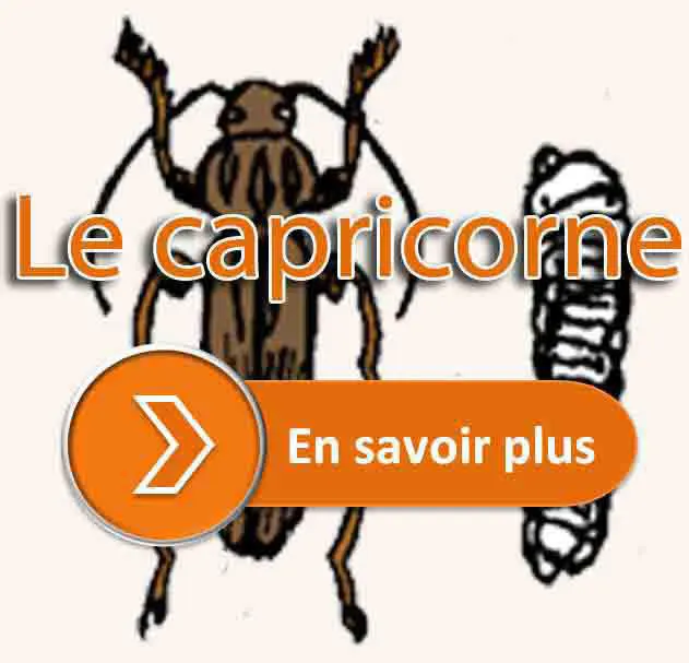 capricorne des maisons en pdf
