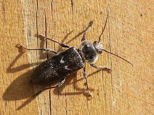 capricorne insecte, le ravageur de charpente