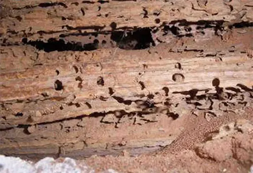 Charpente attaquée par des larves xylophages