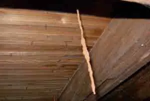 Cordon Termites à LESPARRE-Médoc