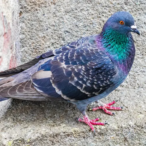 La méthode de l'ultrason anti-pigeons est-elle efficace ?