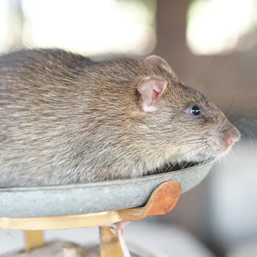 Souris et rats : les méthodes pour les éliminer