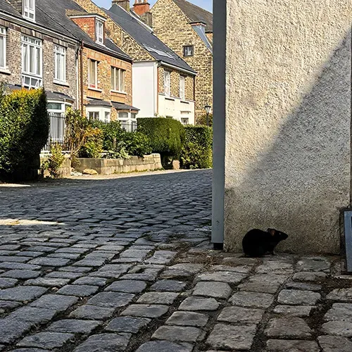 deratisation-sarthe-72-le-mans-sapa