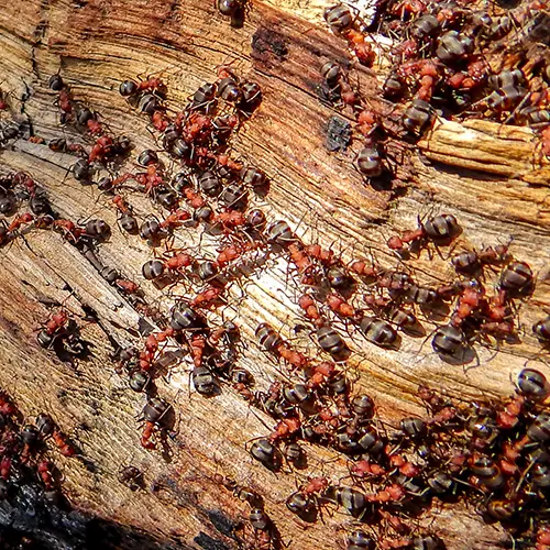 TRAITEMENT FOURMIS SAINT-NAZAIRE SAPA