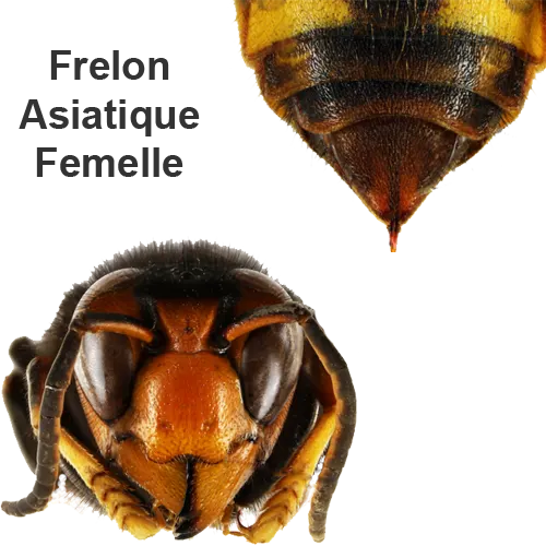 SAPA TRAITEMENT frelons Orvault Pornic Pornichet