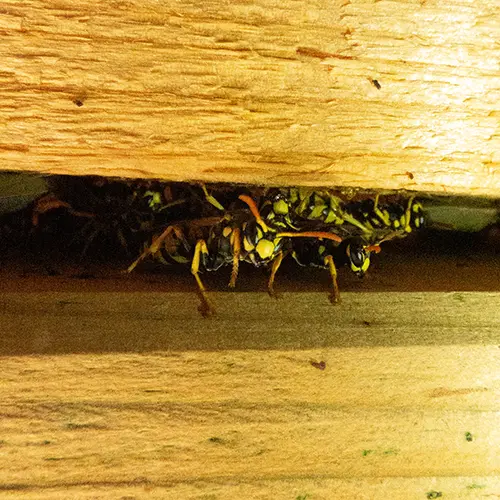 SAPA TRAITEMENT GUEPES Orvault Pornic Pornichet