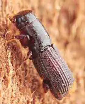 insecte-a-larves-xylophage-Agents-de-piqûres-noires