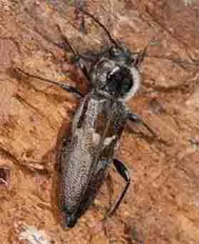 insecte-a-larves-xylophage-capricorne-des-maisons-bajilus