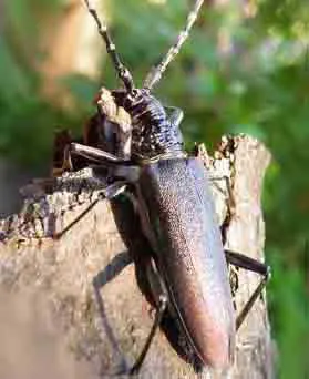 insecte-a-larves-xylophage-grand-capricorne-coleoptere