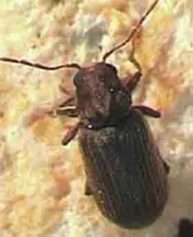 insecte-a-larves-xylophage-grosse-vrillette-anobidae-xestobium