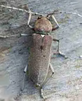 insecte-a-larves-xylophage-hesperophane-cinereus