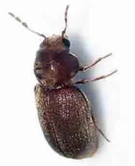 insecte-a-larves-xylophage-petite-vrillette-anobidae-anobium